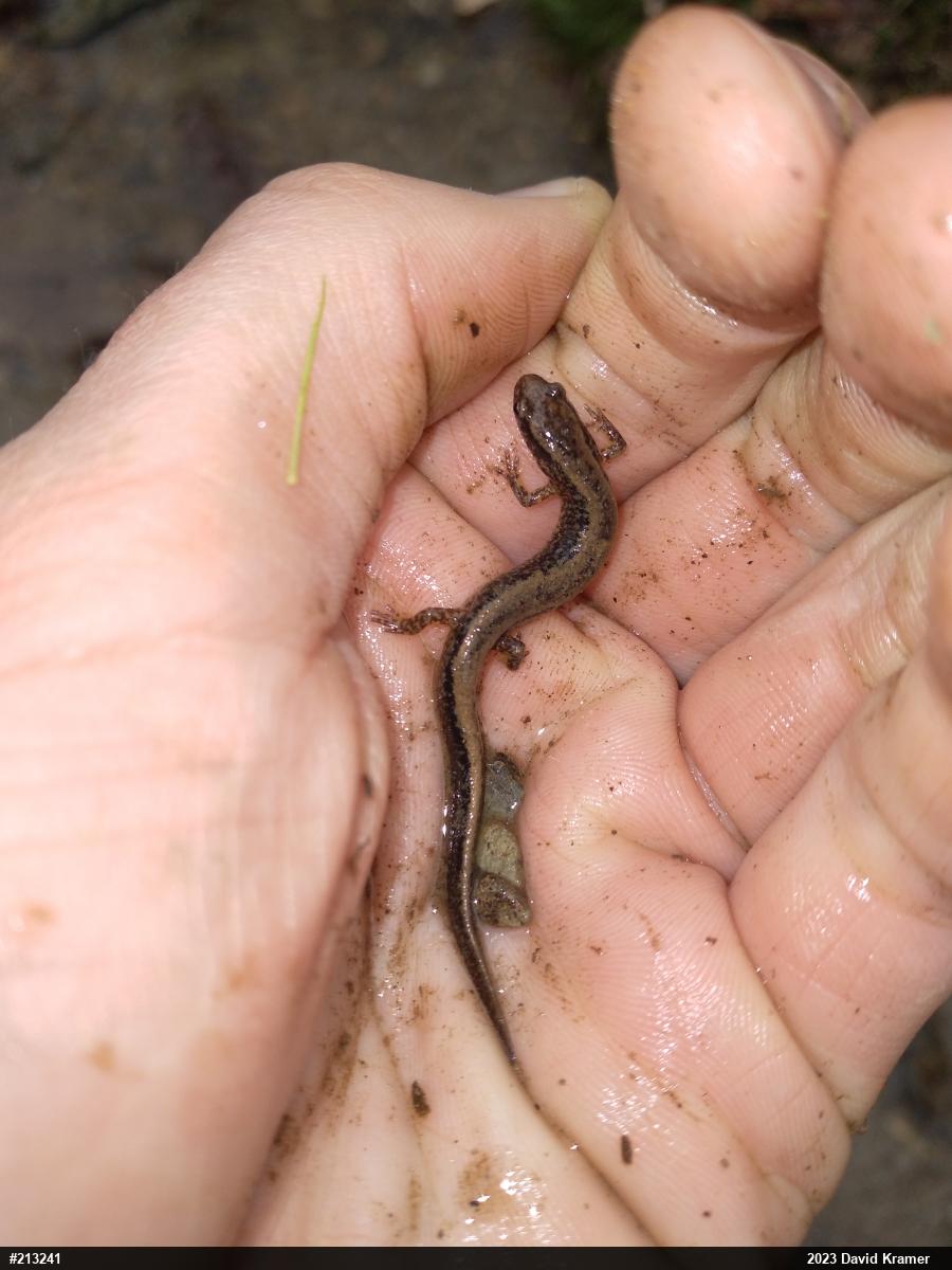 Northern Two-lined Salamander