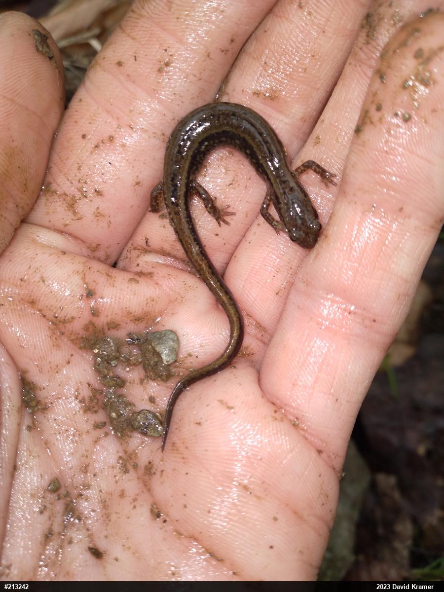 Northern Two-lined Salamander