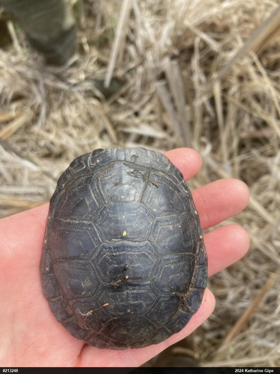 Spotted Turtle