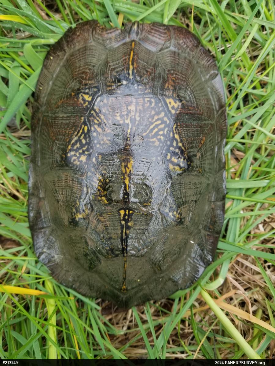 Wood Turtle