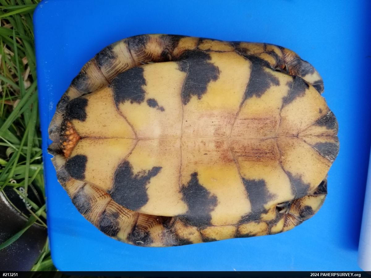 Wood Turtle