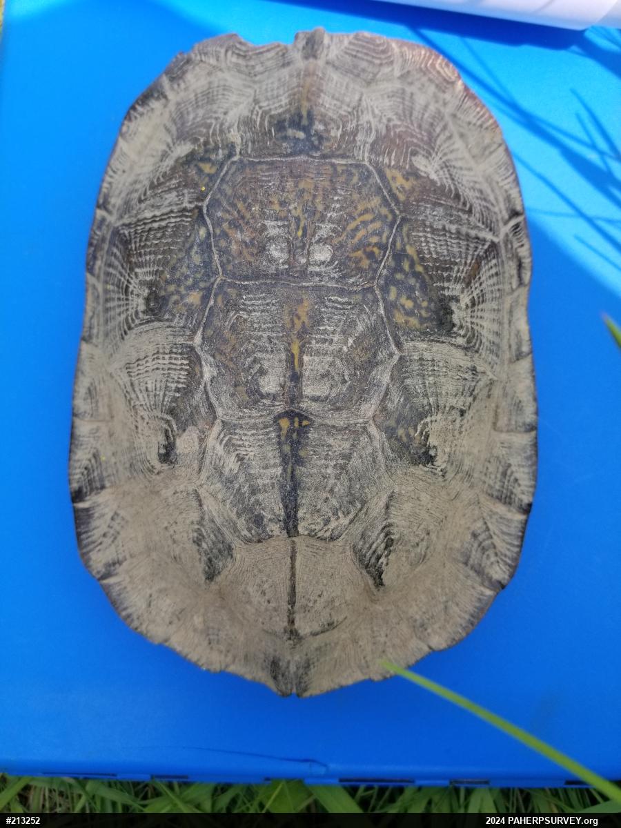 Wood Turtle