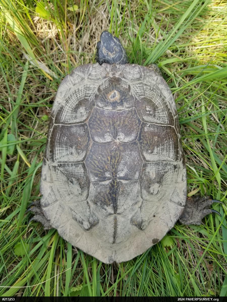 Wood Turtle