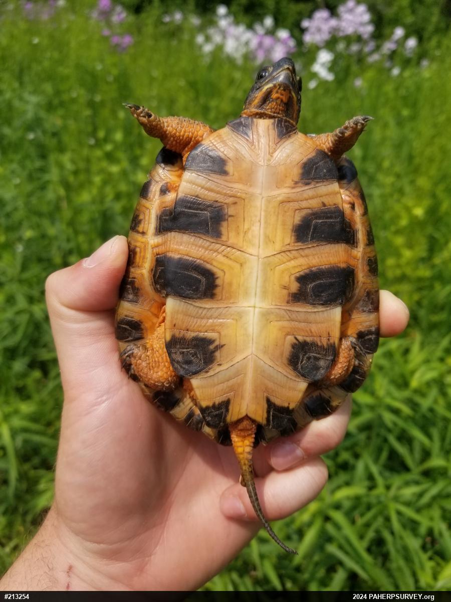 Wood Turtle