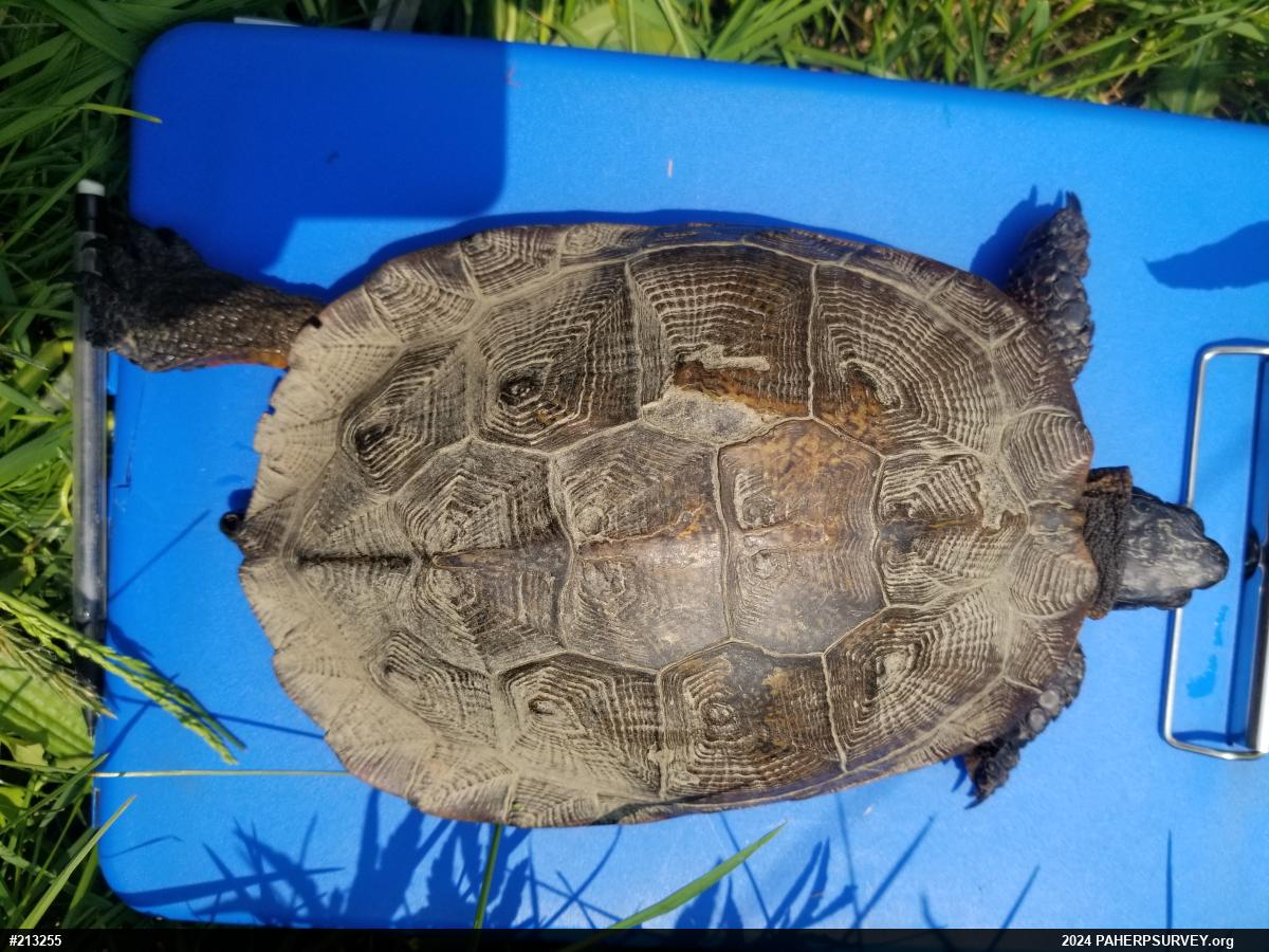 Wood Turtle