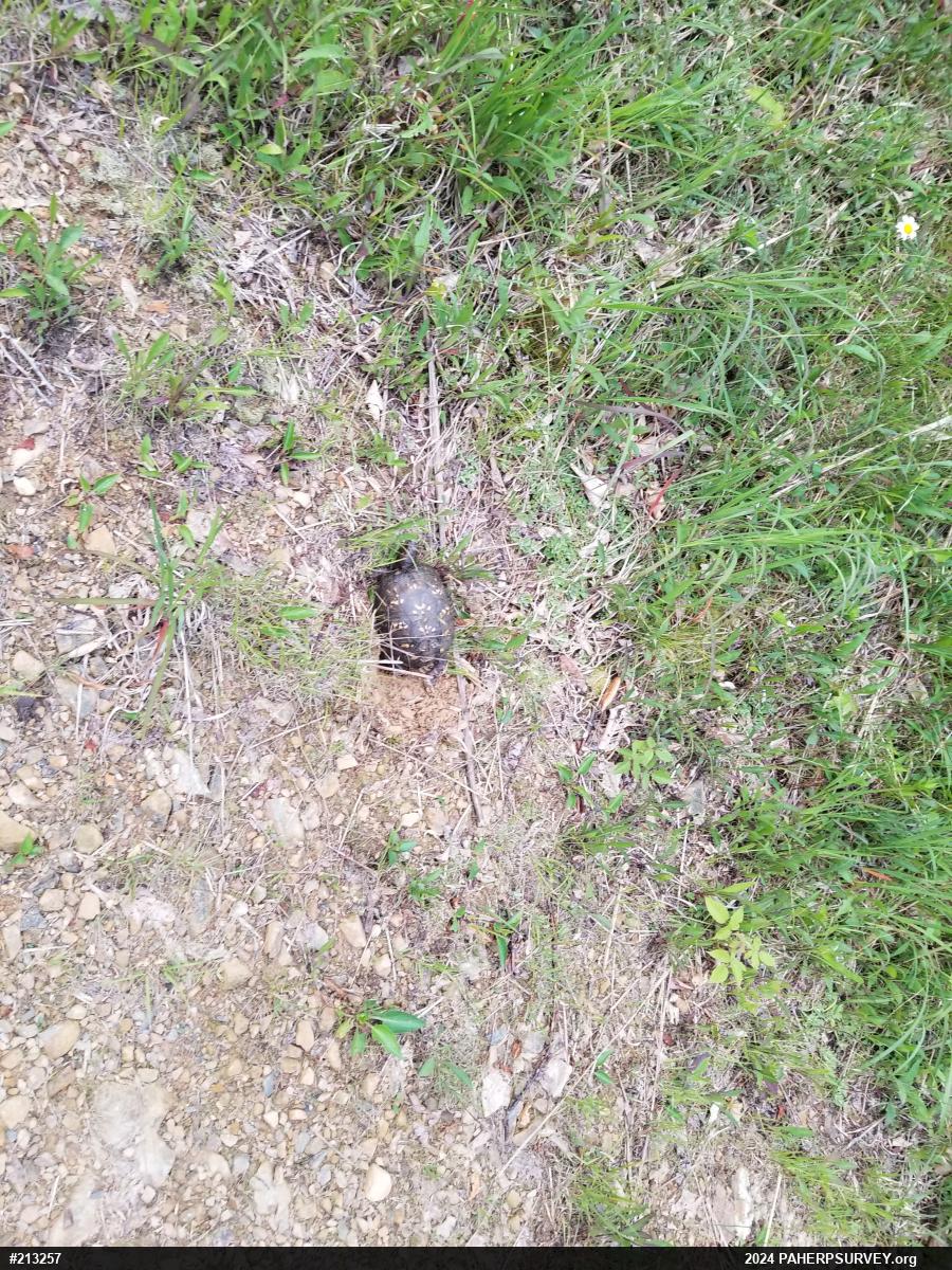 Eastern Box Turtle