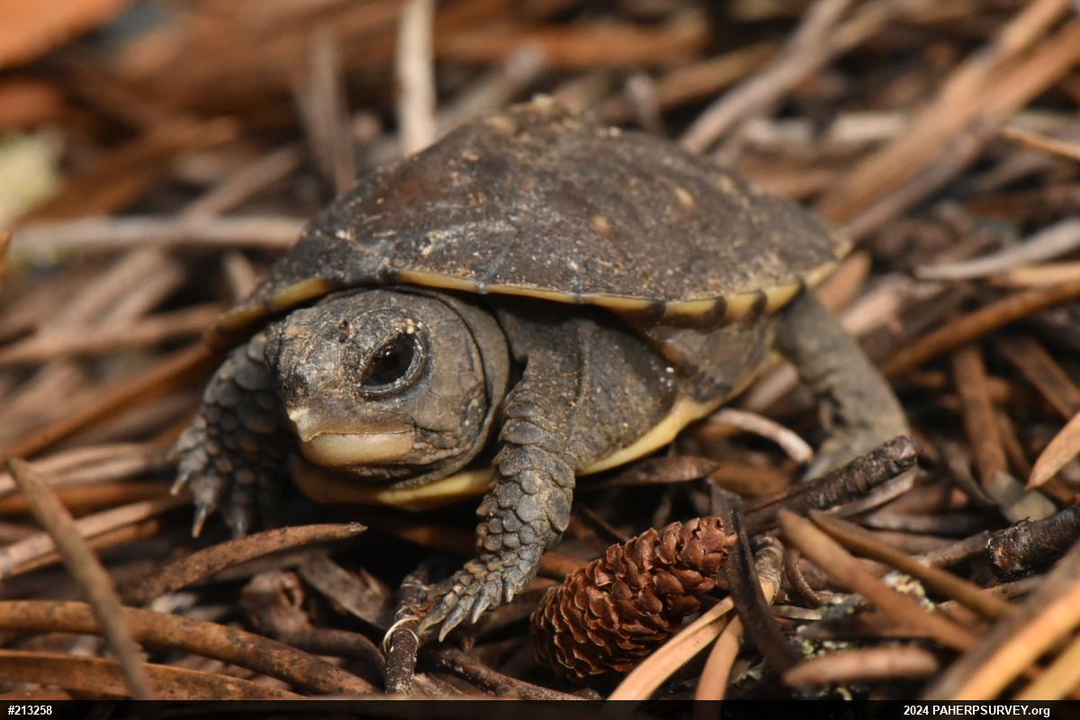 Eastern Box Turtle
