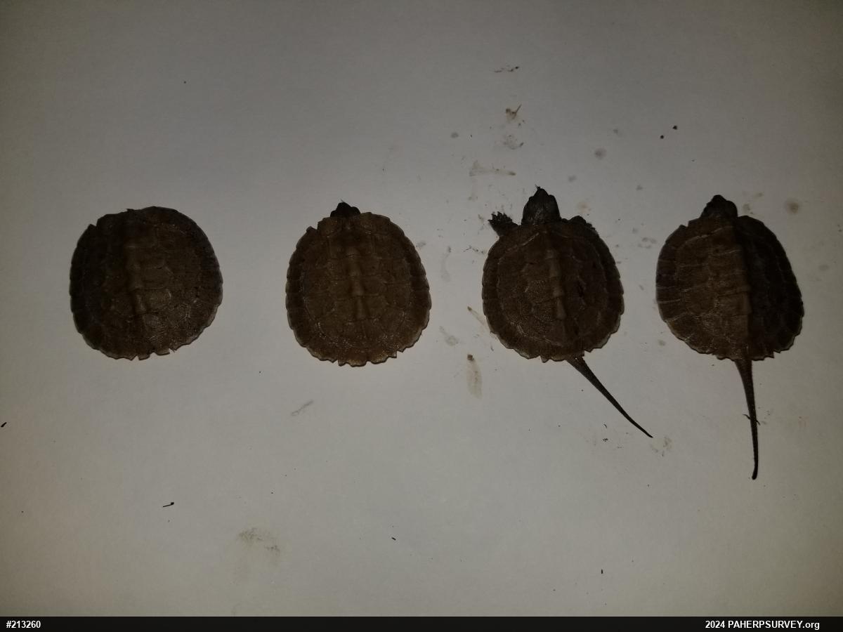 Wood Turtle