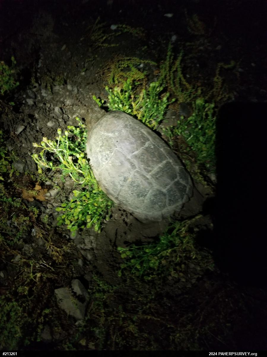 Snapping Turtle