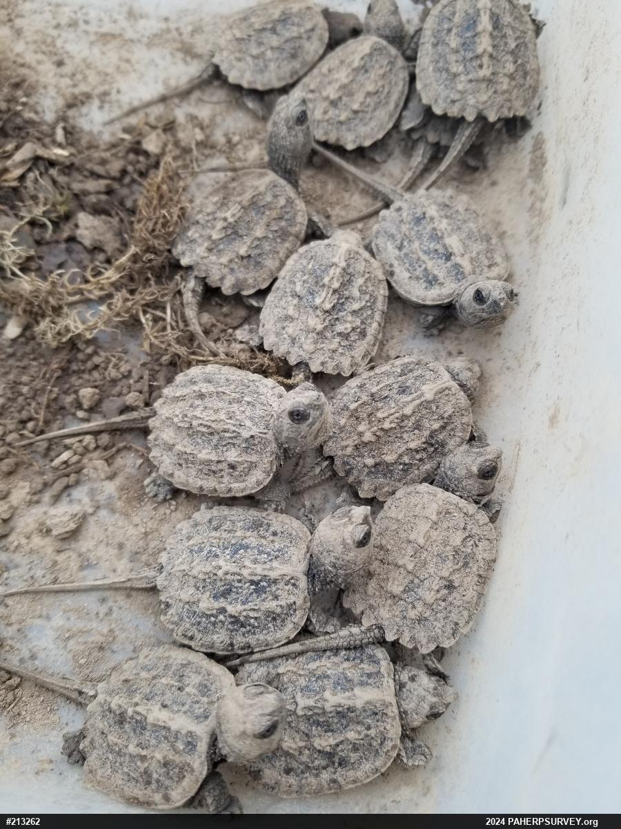 Snapping Turtle
