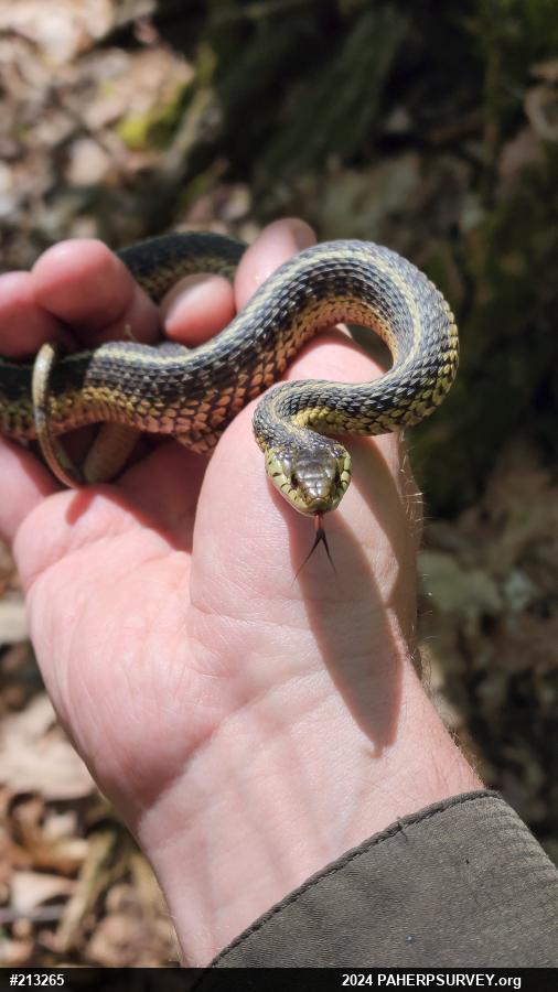 Eastern Gartersnake