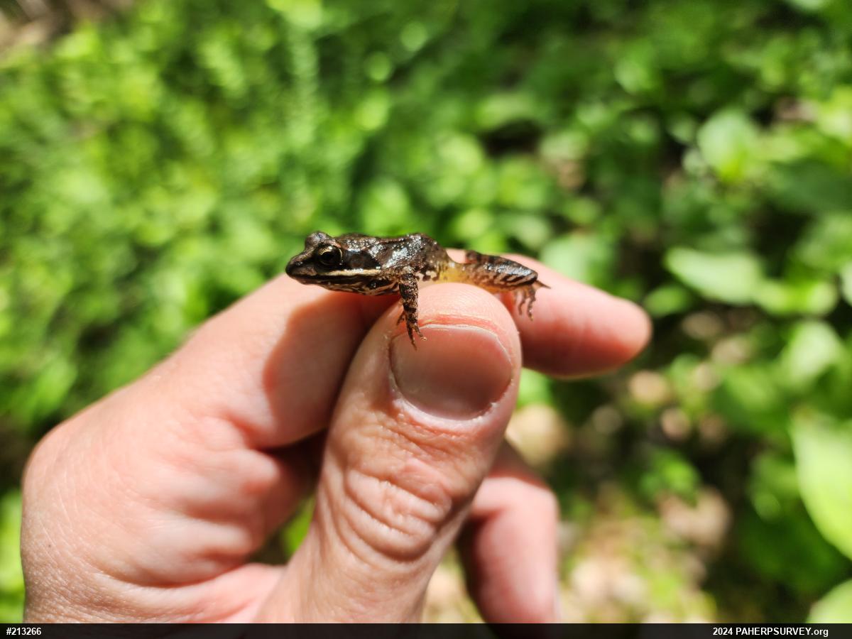 Wood Frog