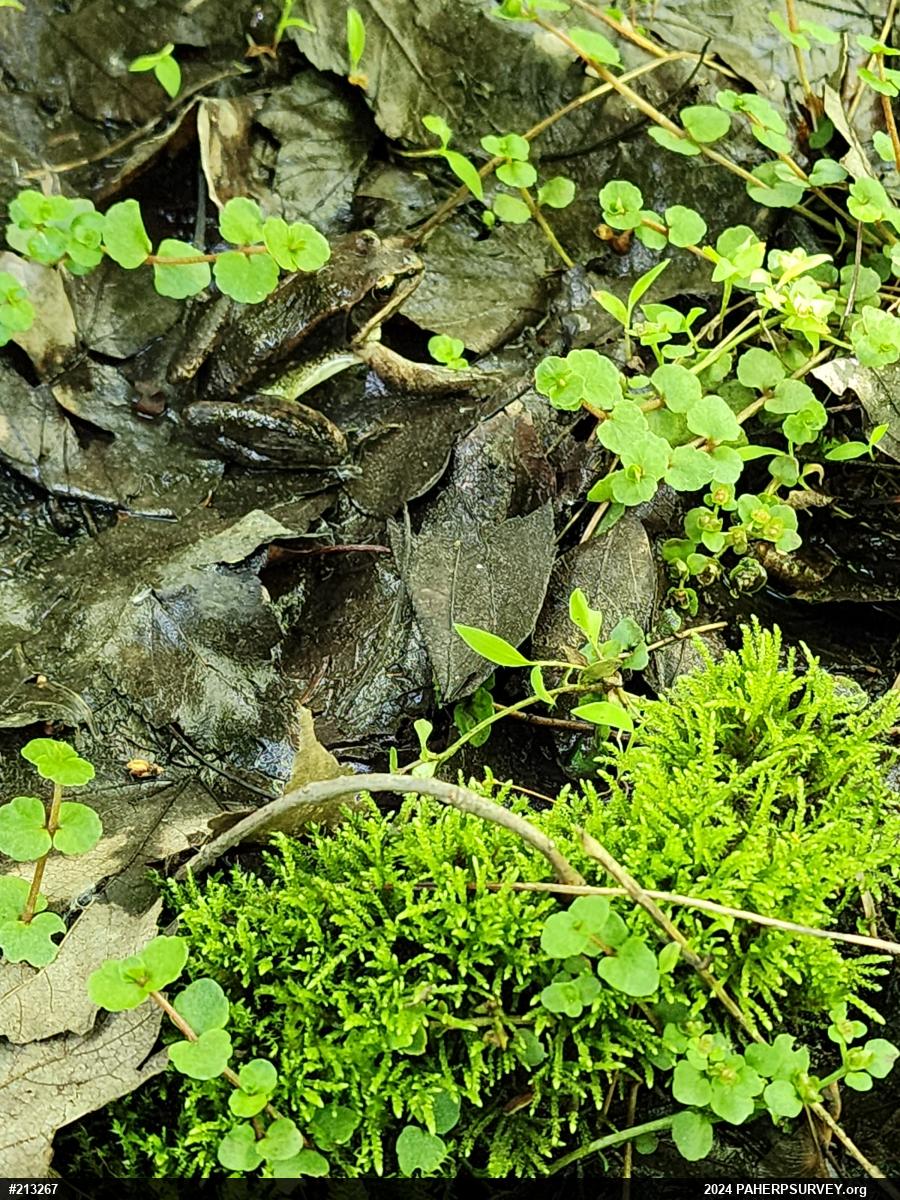 Wood Frog