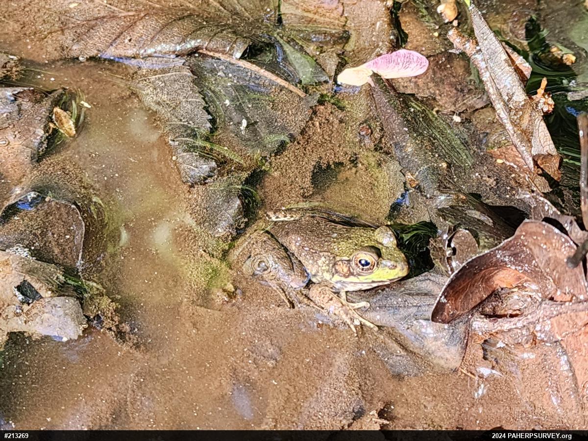 Green Frog