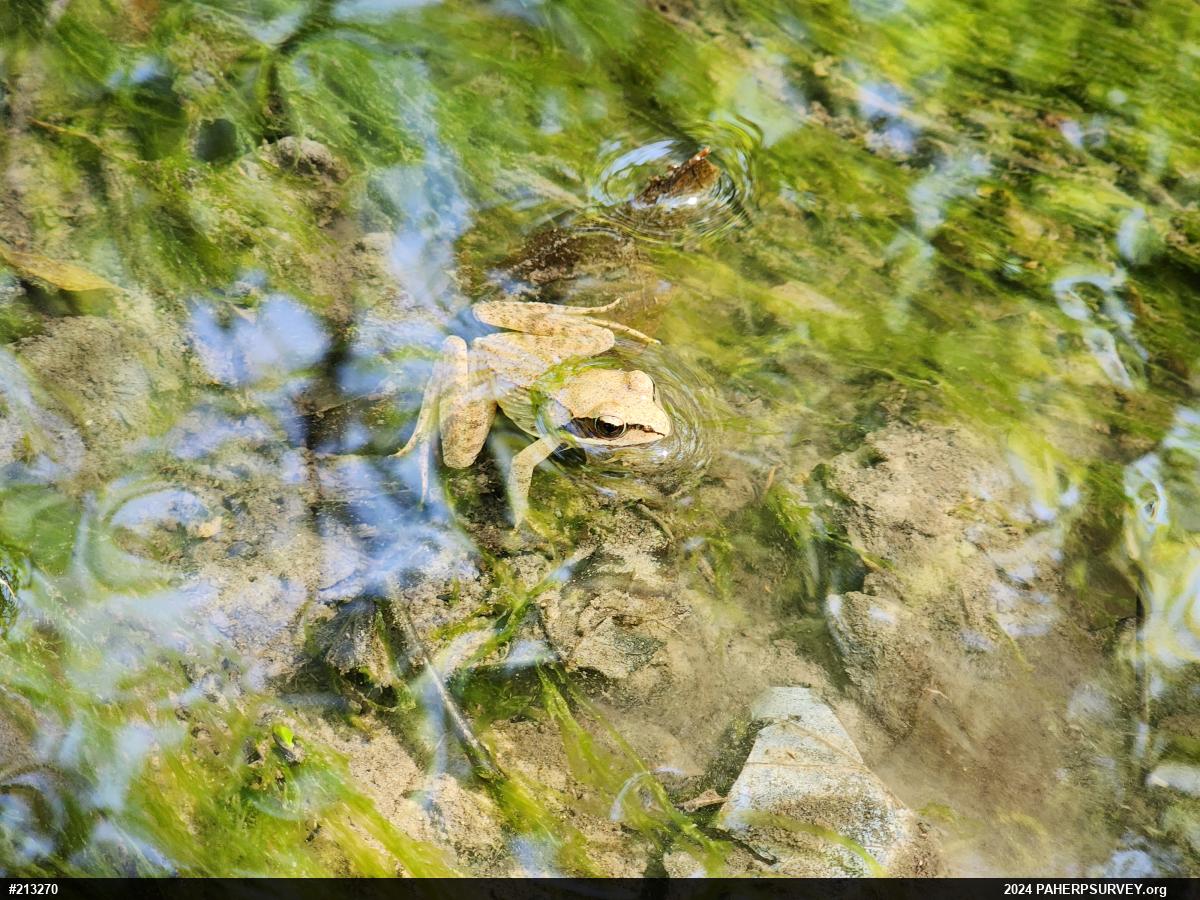 Wood Frog