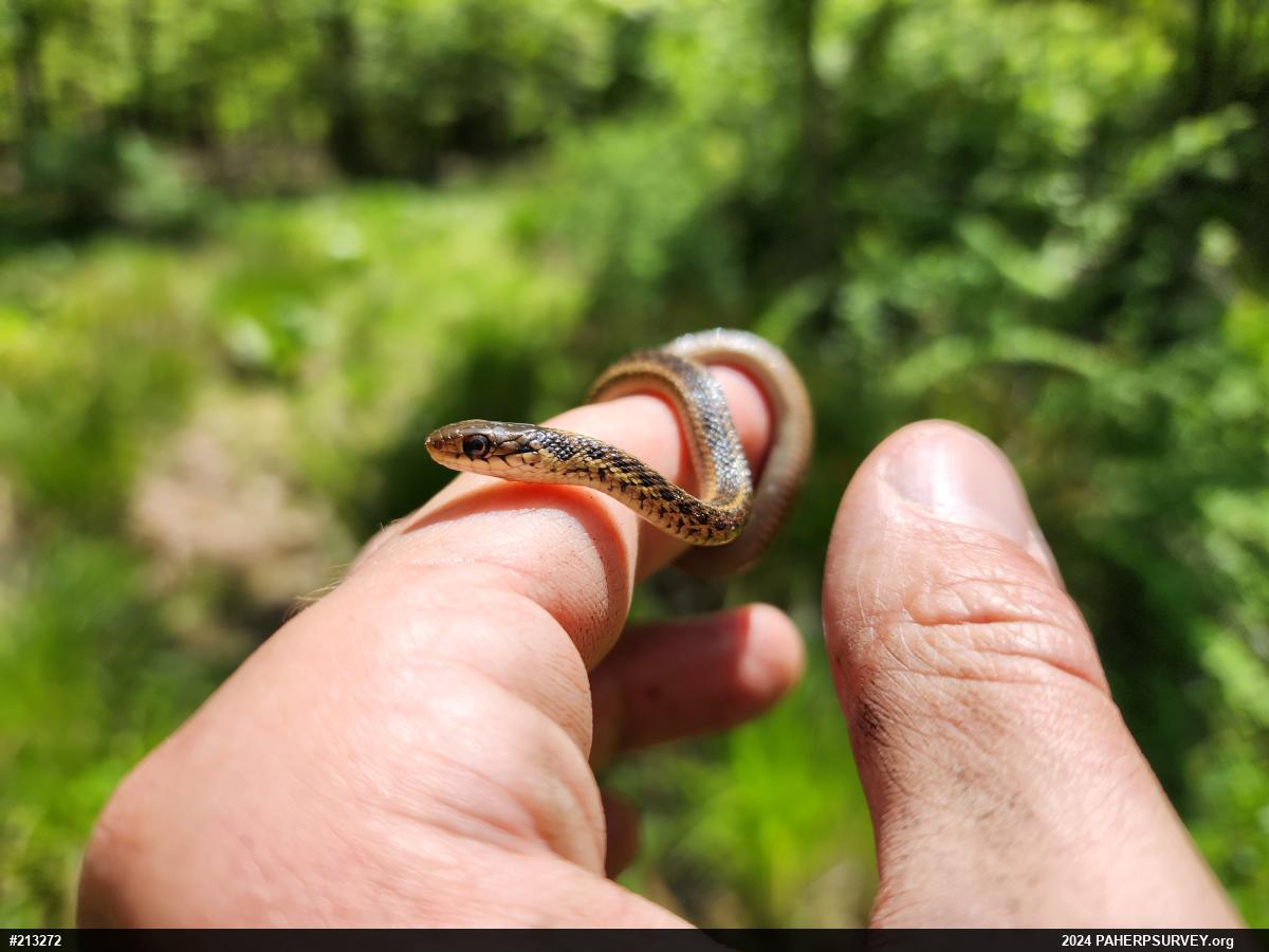 Eastern Gartersnake