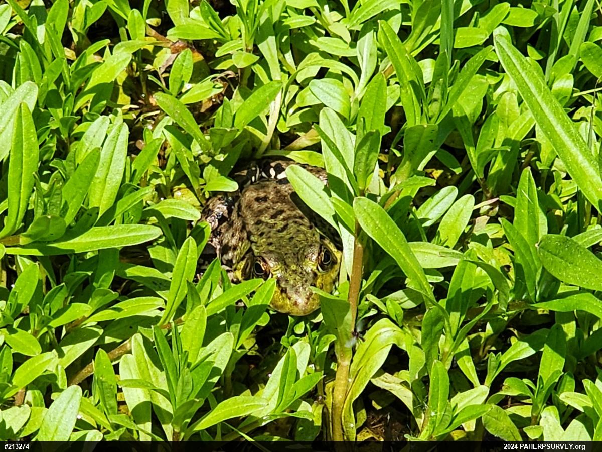 Green Frog