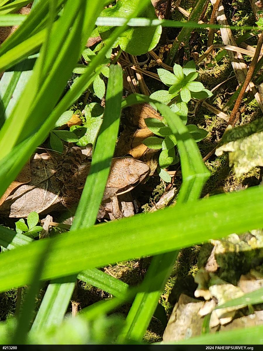 Wood Frog