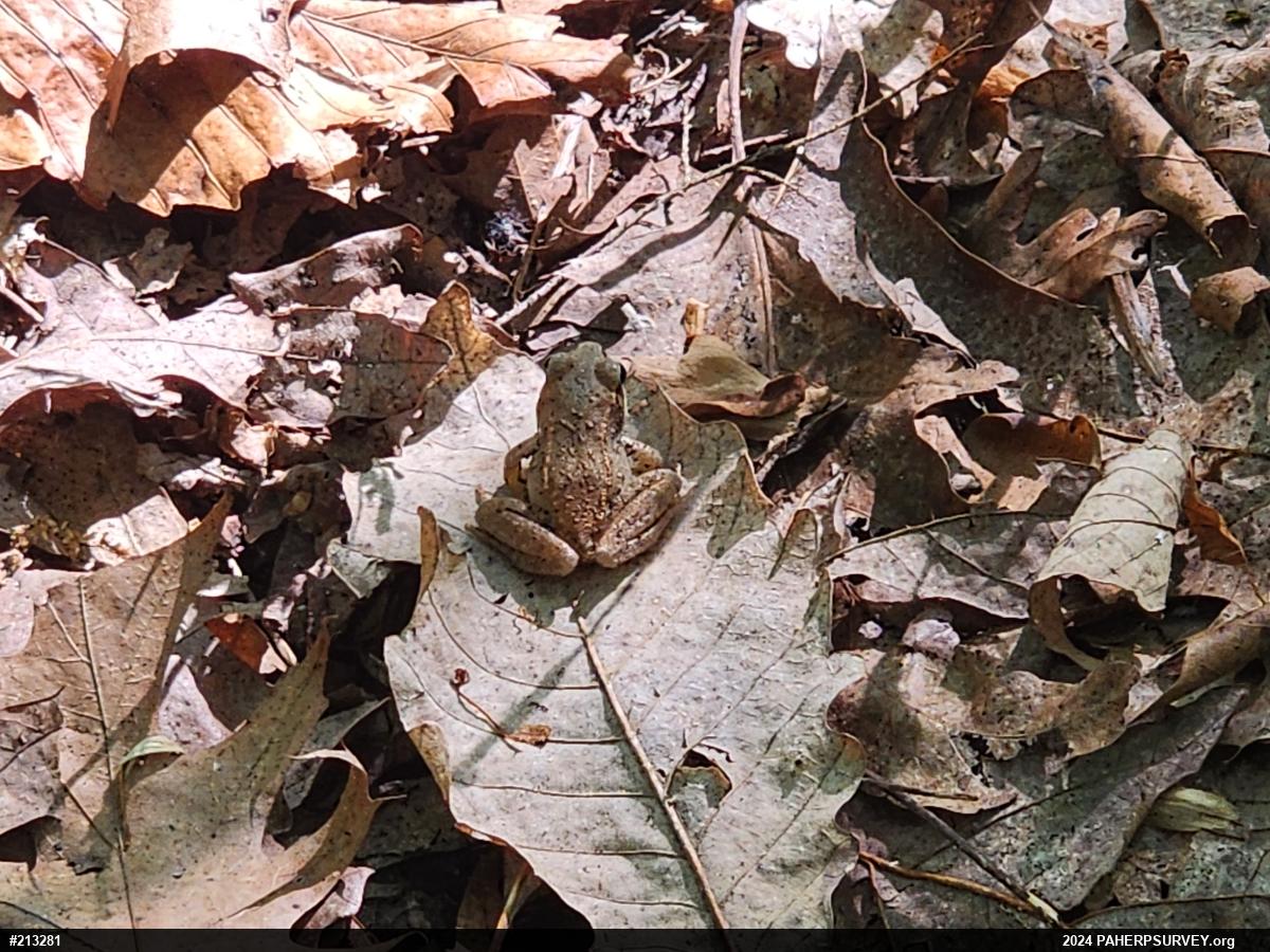 Wood Frog