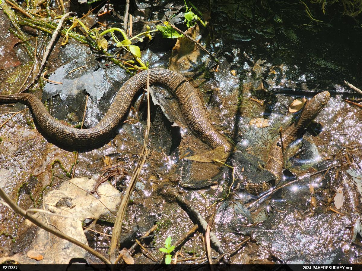 Northern Watersnake