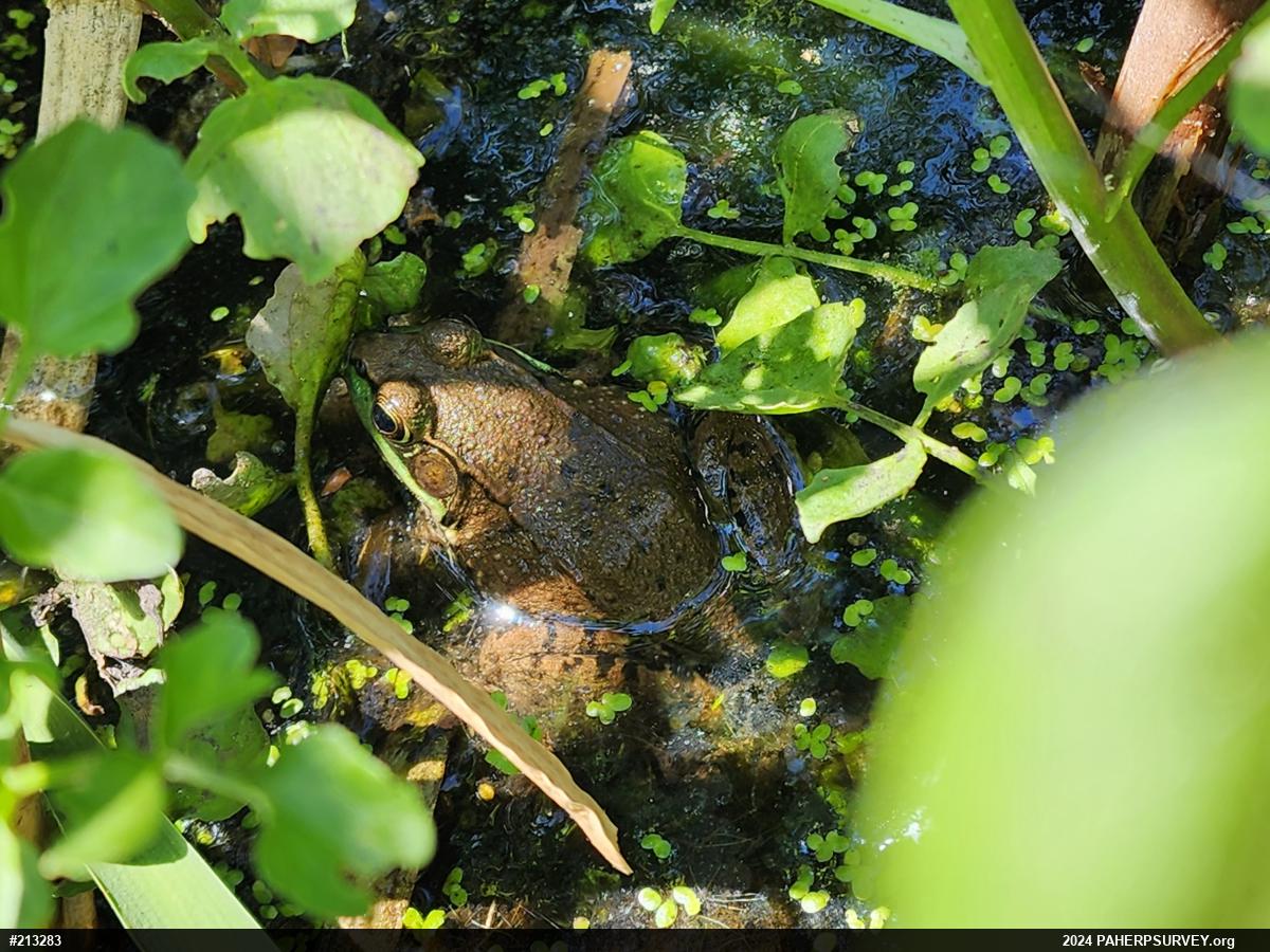 Green Frog