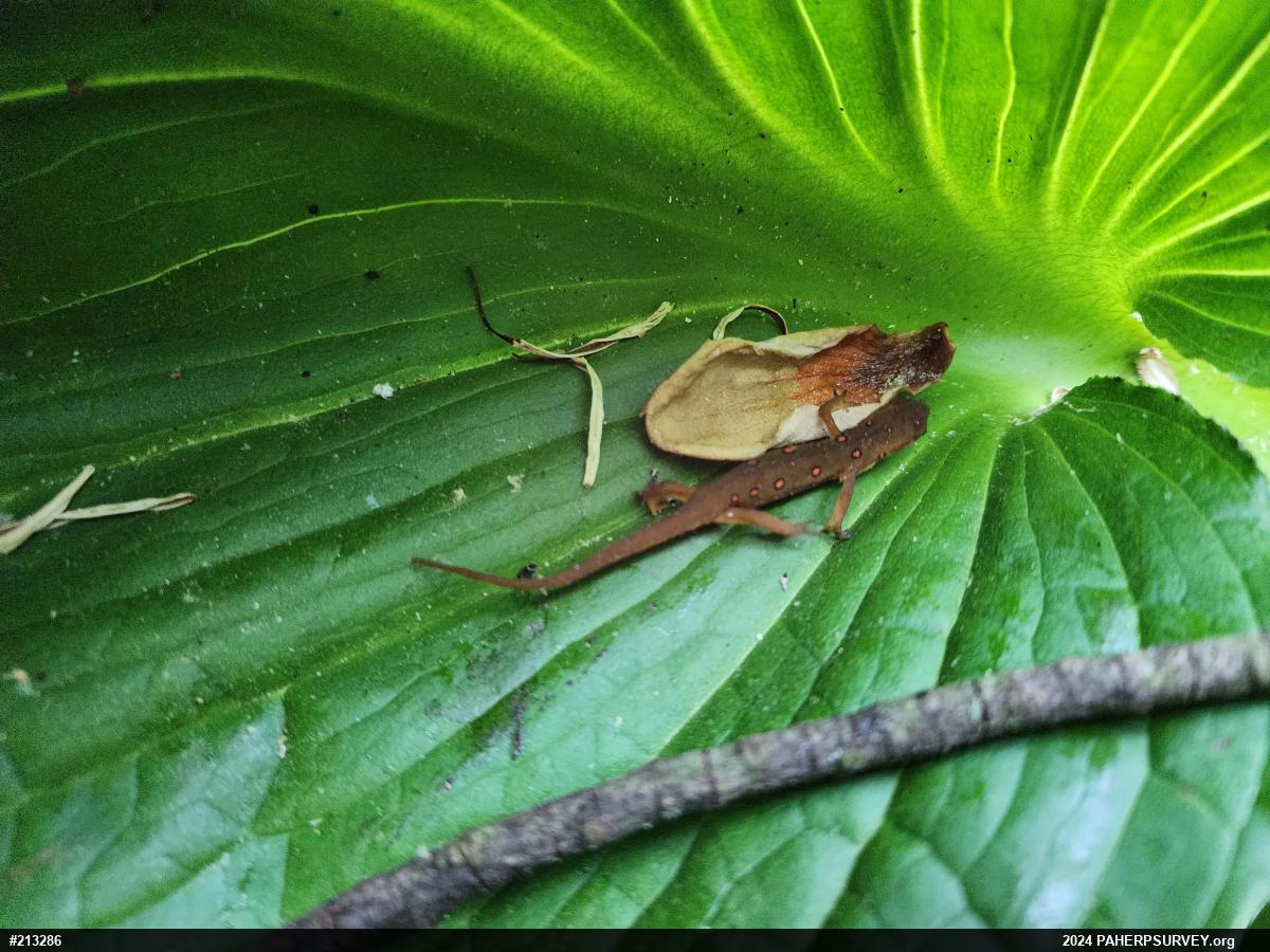 Red-spotted Newt
