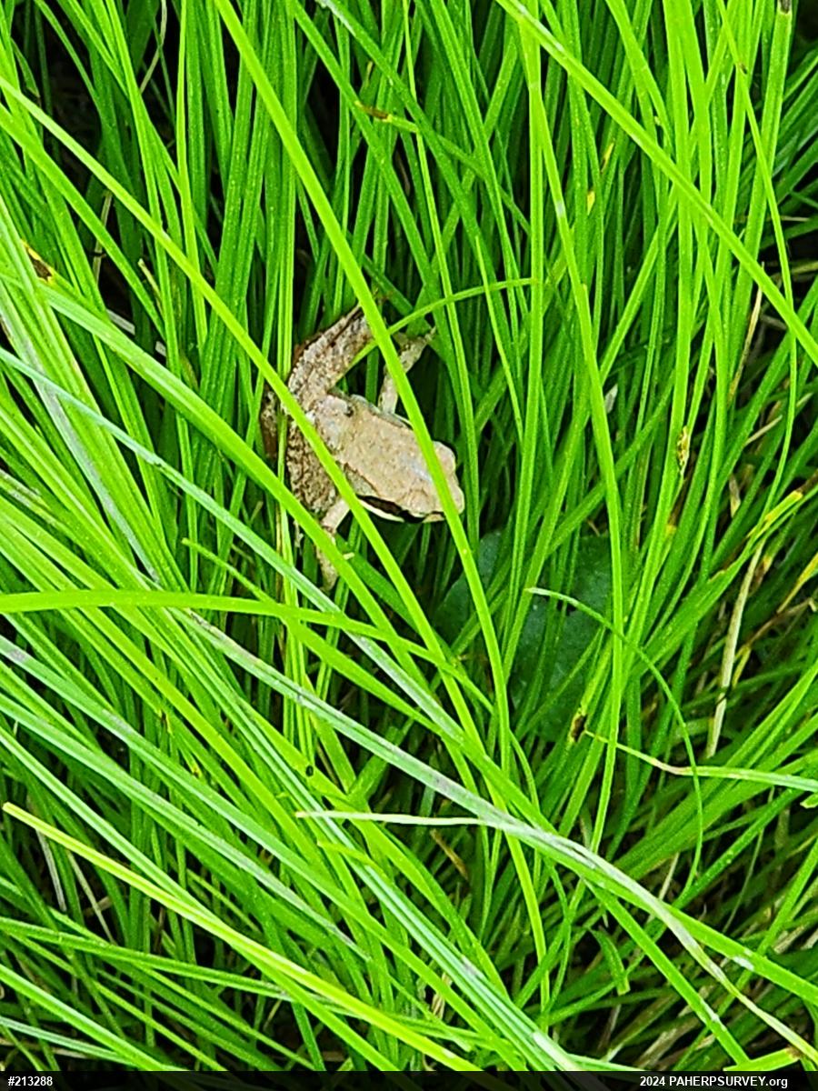 Wood Frog