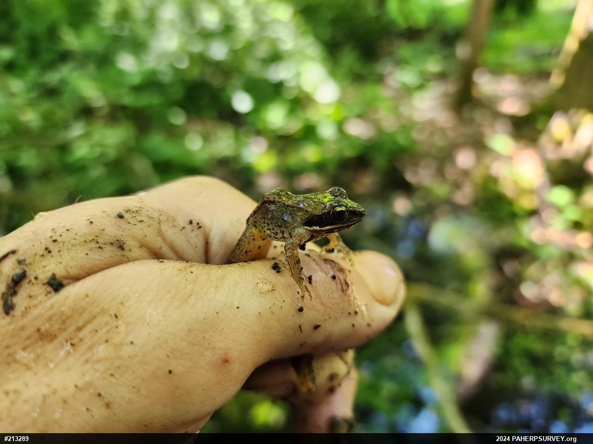 Wood Frog