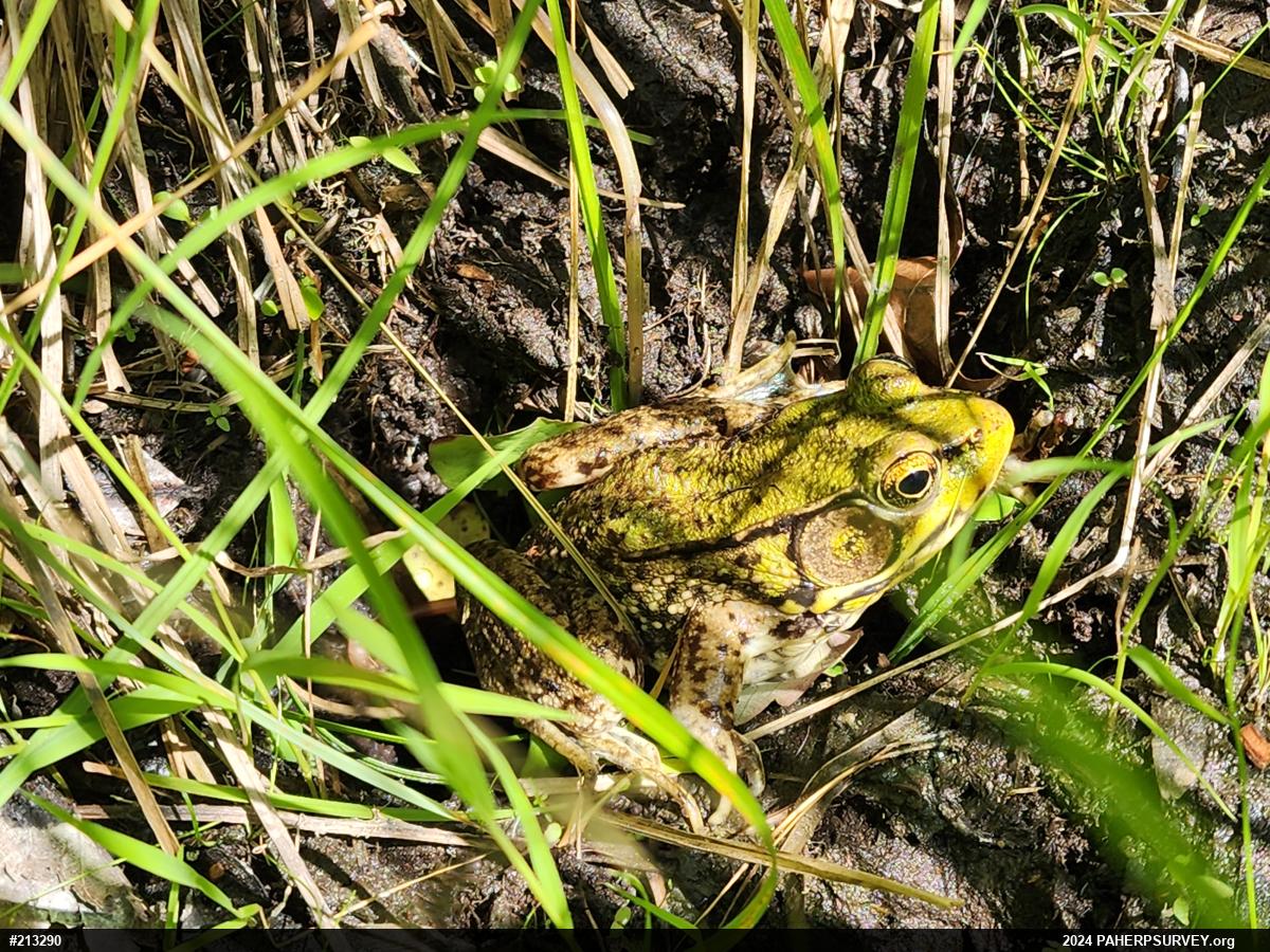 Green Frog