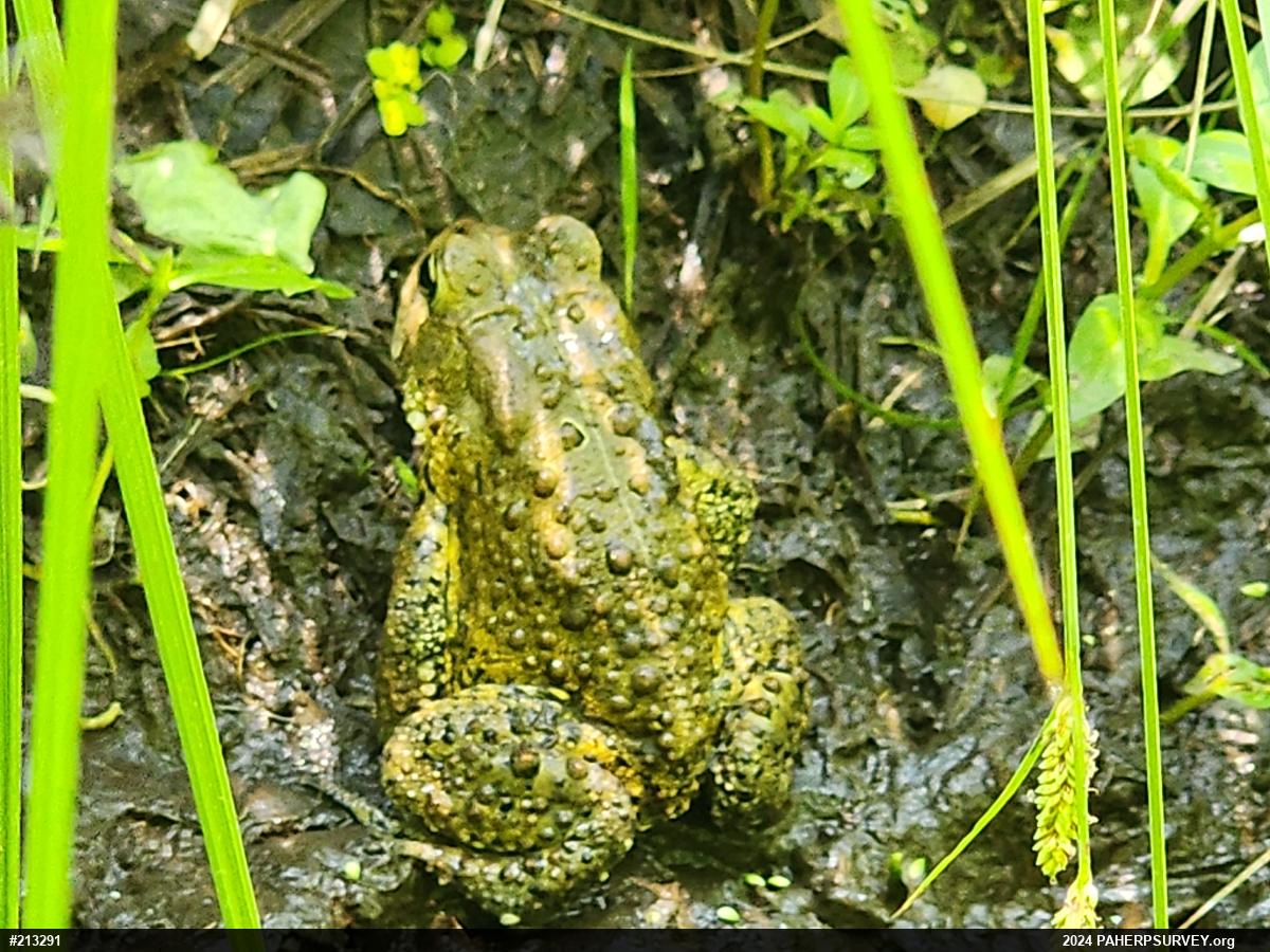 Eastern American Toad