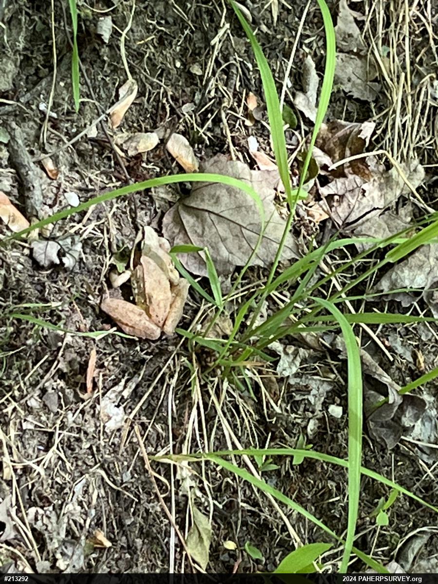 Wood Frog