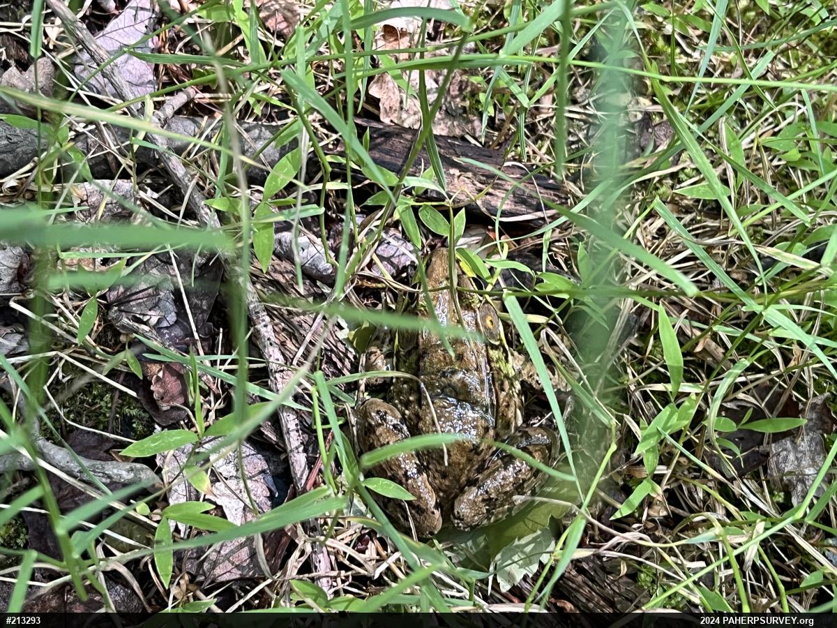 Green Frog