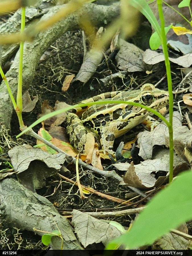 Pickerel Frog