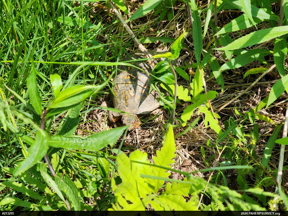 Eastern Box Turtle