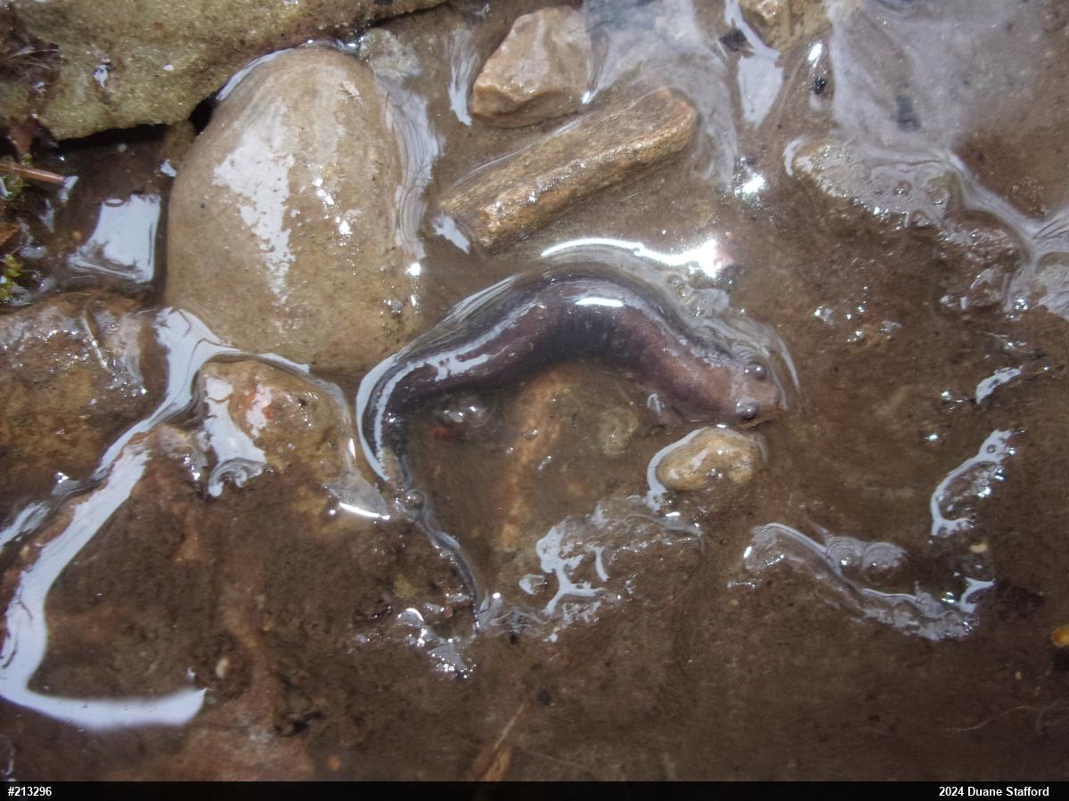 Allegheny Mountain Dusky Salamander