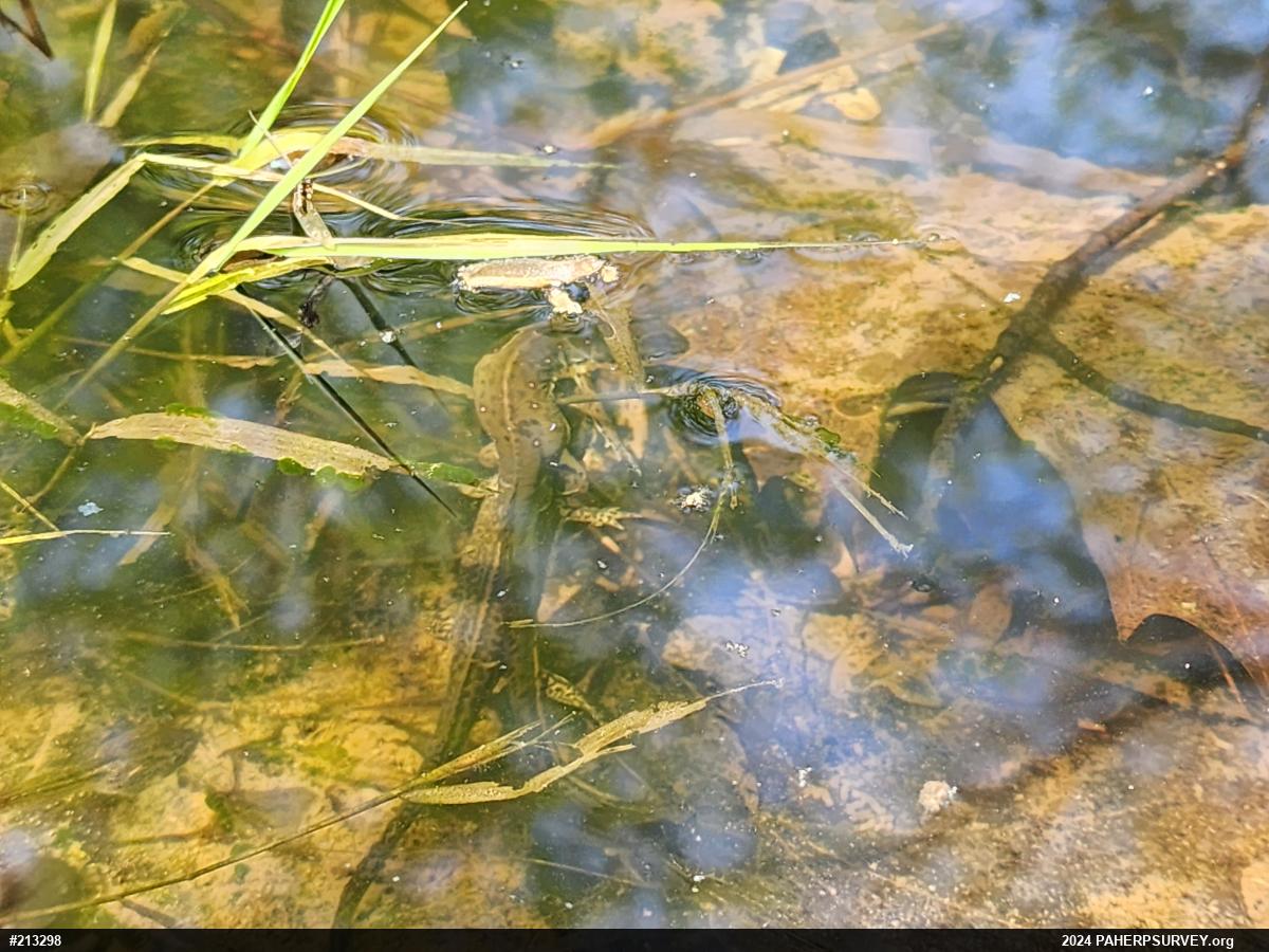 Red-spotted Newt