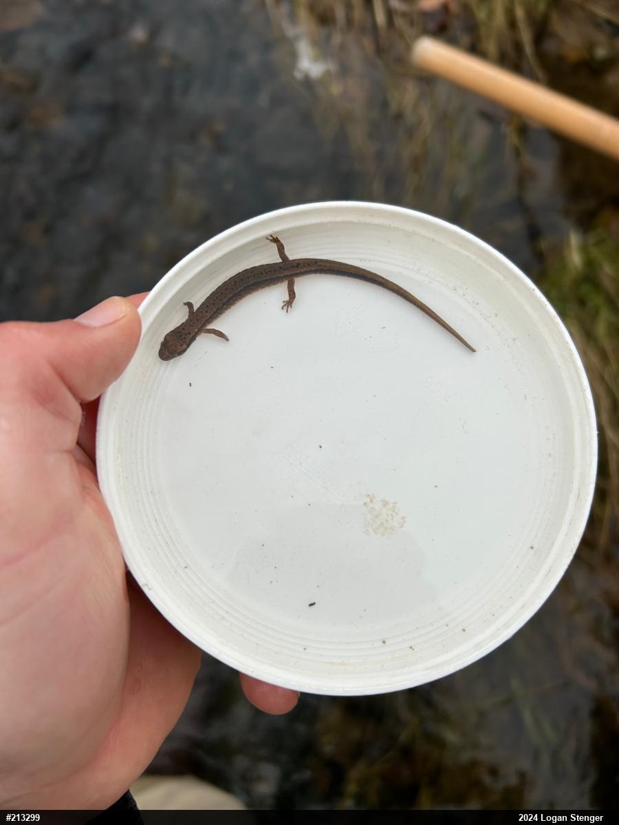 Northern Two-lined Salamander