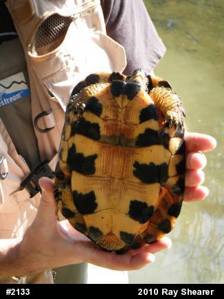 Wood Turtle