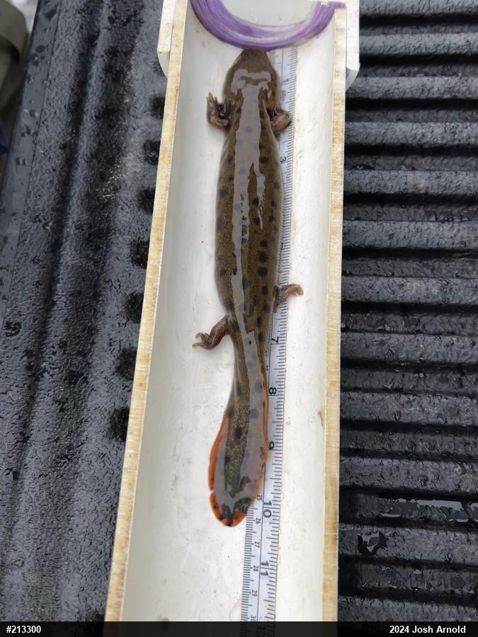 Common Mudpuppy
