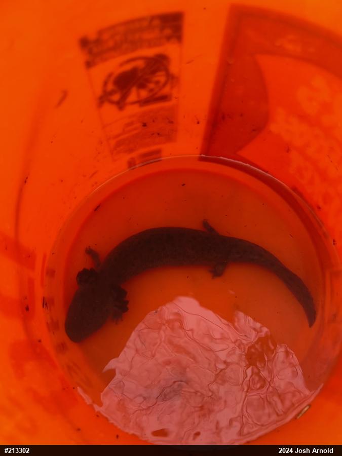 Common Mudpuppy