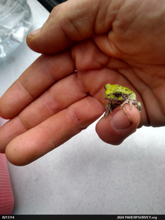 Unknown Gray Treefrog