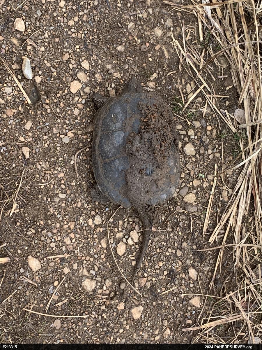 Snapping Turtle