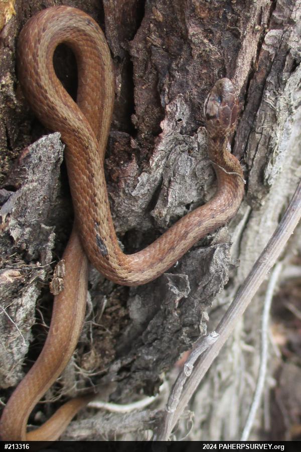 Dekay's Brownsnake