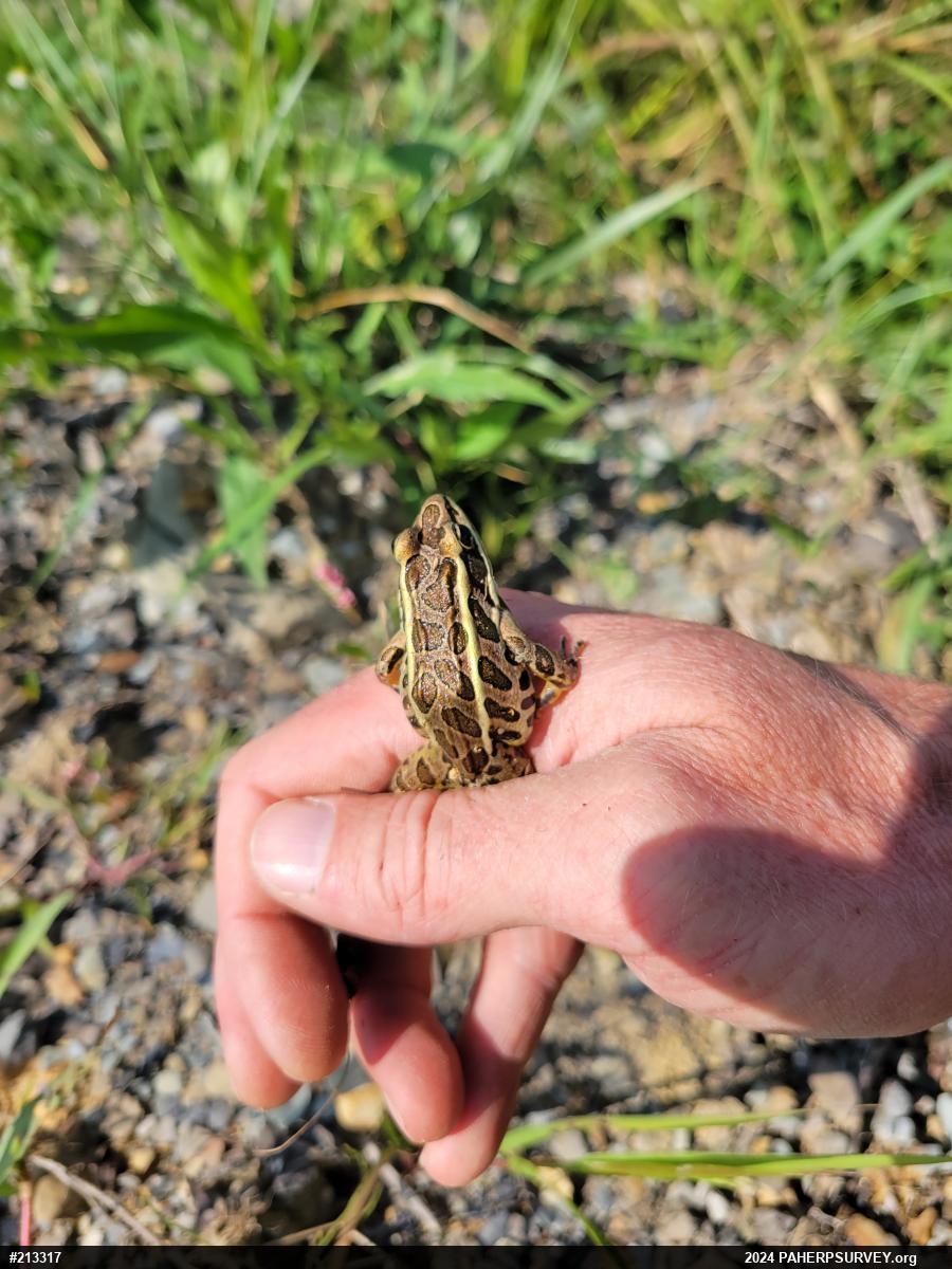 Pickerel Frog