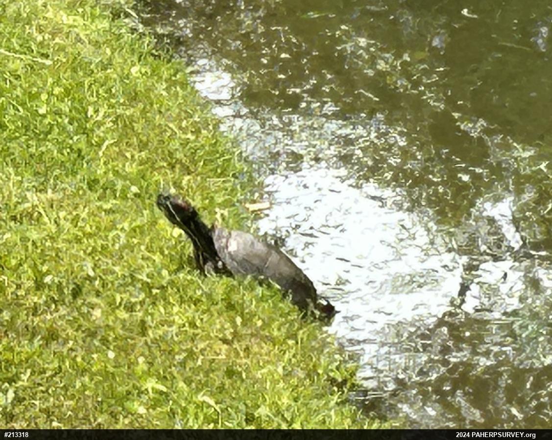 Red-eared Slider