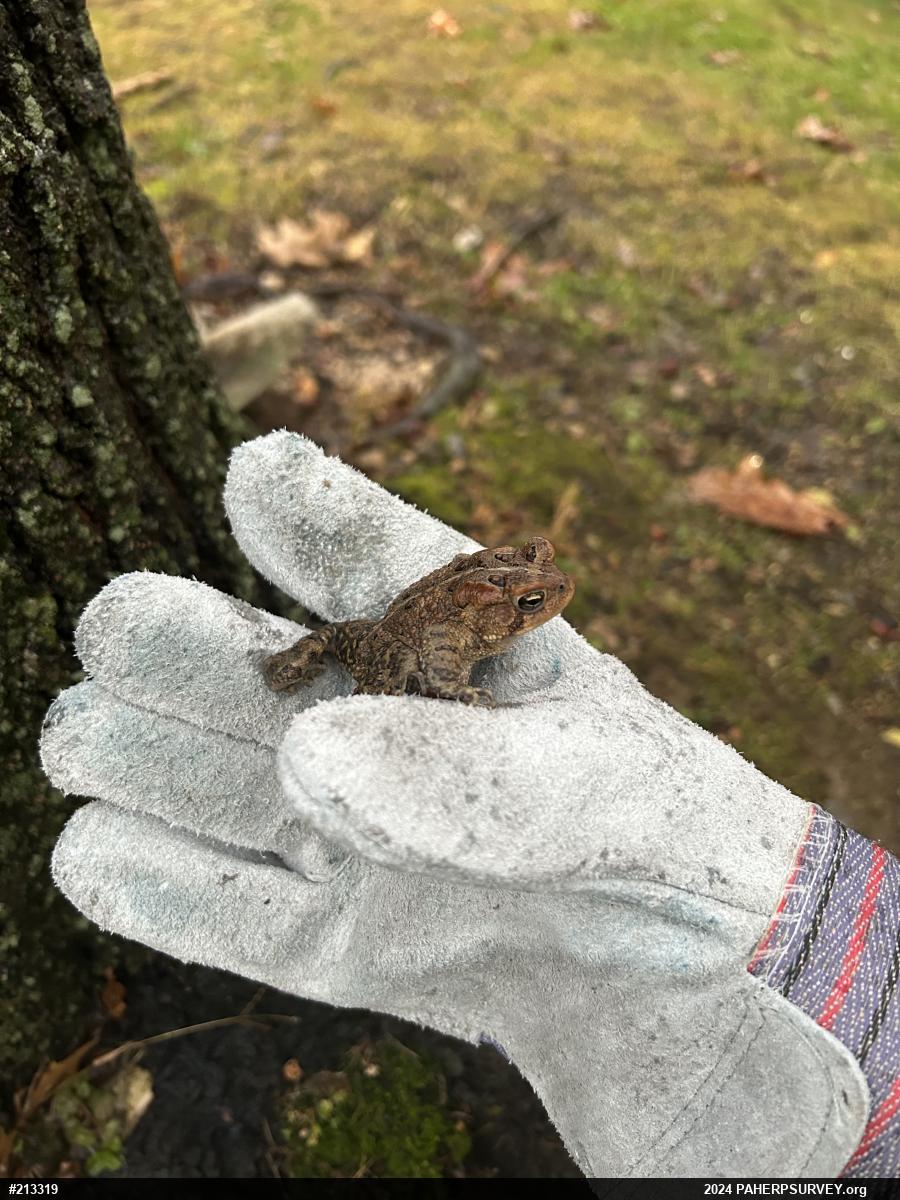 Eastern American Toad