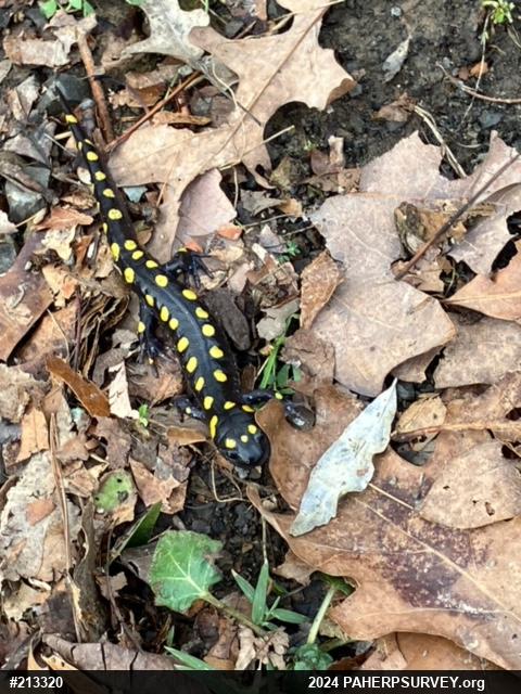 Spotted Salamander