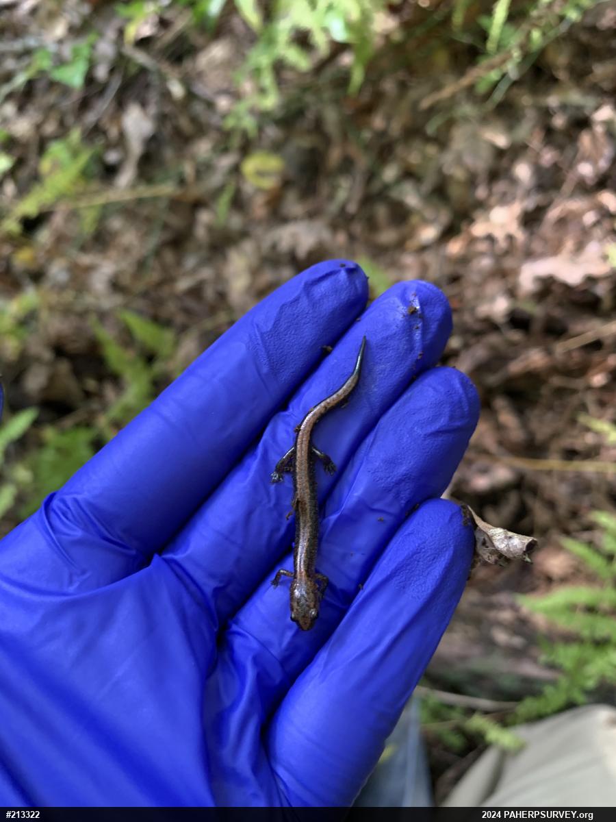 Eastern Red-backed  Salamander