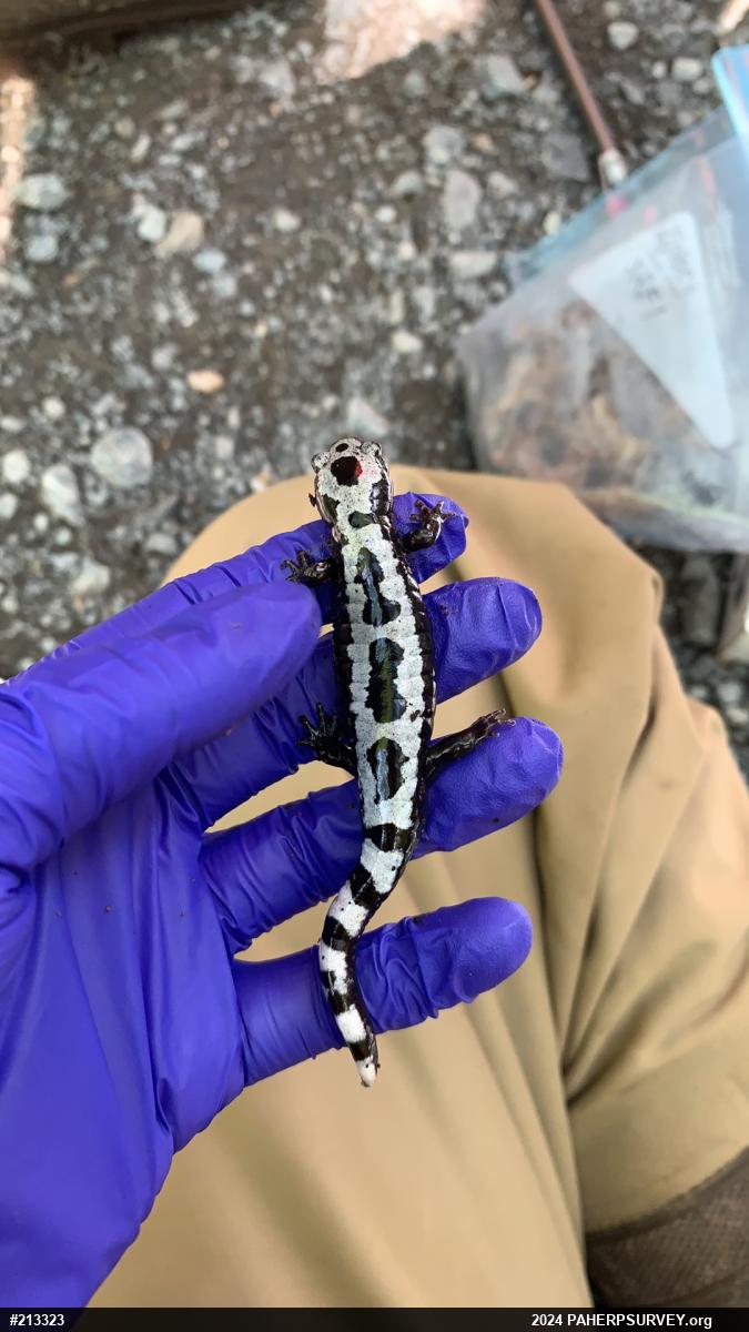 Marbled Salamander