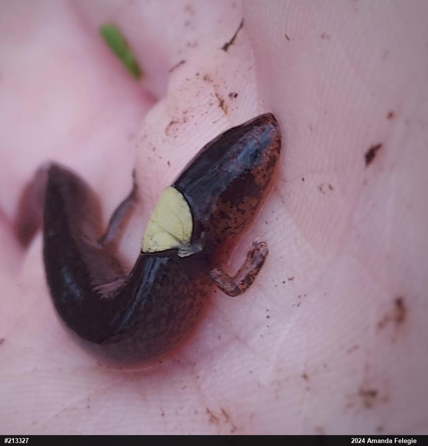 Northern Red Salamander